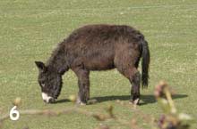 pony